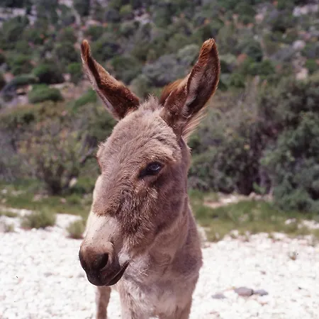 Splendida In Riva Al Mare Villa