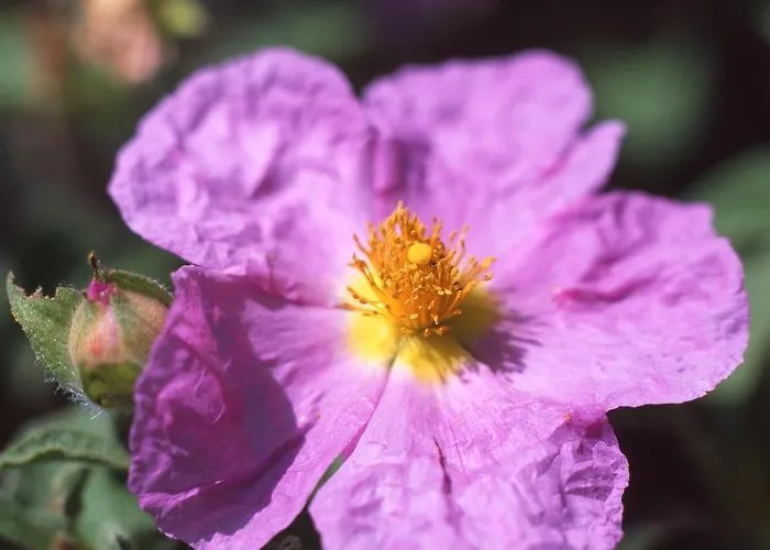 Splendida In Riva Al Mare *